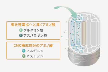 [髪を等電点へと導くアミノ酸]グルタミン酸/アスパラギン酸[CMC構成成分のアミノ酸]アルギニン/ヒスチジン