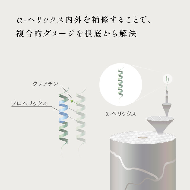 α-ヘリックス内外を補修することで、複合的ダメージを根底から解決